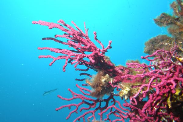 Gorgone rouge  Paramuricea clavata